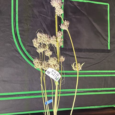 Misc x (LA Kush x Zkittles) #10 growlog photo: Moved to plastic bag