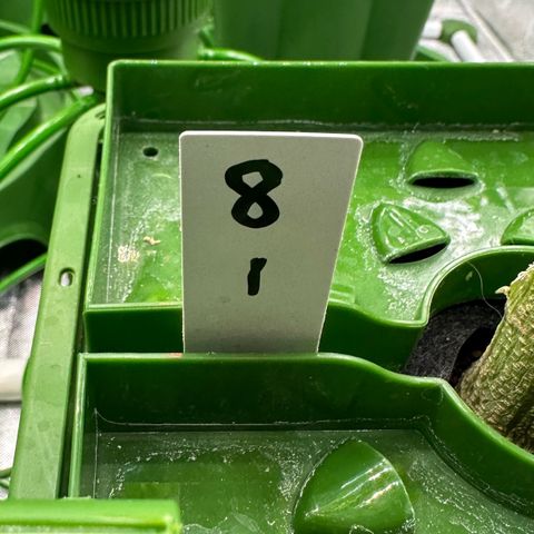 MiscxLAZ #08 C #1 growlog timeline photo