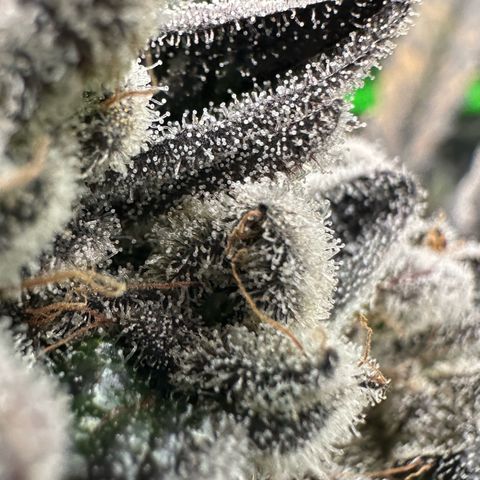 Misc x (LA Kush x Zkittles) #29 25.69g growlog timeline photo