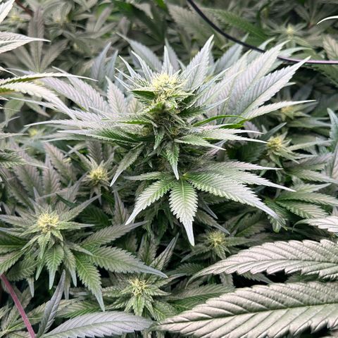Fuel D.OG #1 Female 47.36g growlog timeline photo