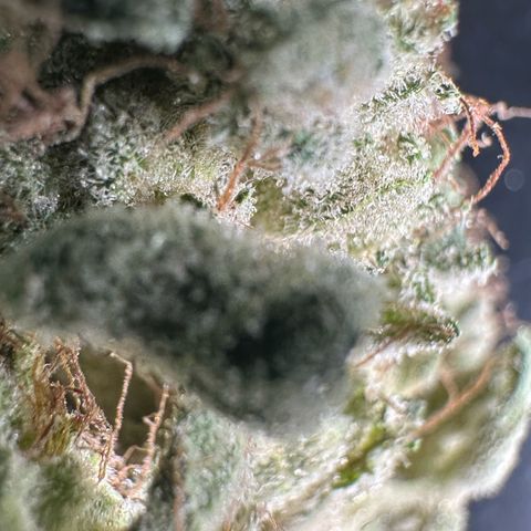 CxLAZ #20 13.7g growlog timeline photo
