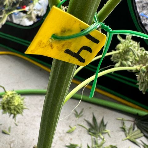 CxLAZ #14 53.59g growlog photo: Harvest day