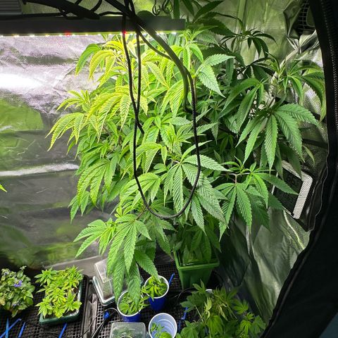 MiscxLAZ #26 C #2 growlog timeline photo