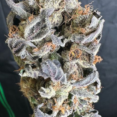 CxLAZ #03 45.52g growlog photo: Moved to plastic bag