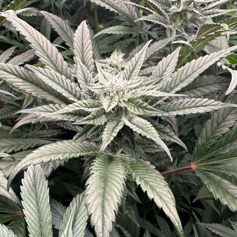 MiscxLAZ #22 C 42.33g growlog timeline photo