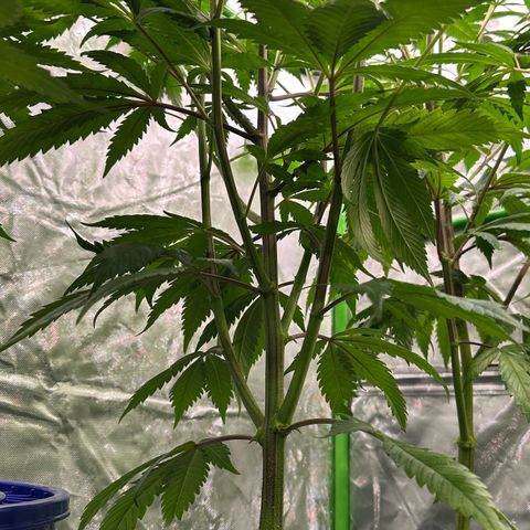 MiscxLAZ #22 C 42.33g growlog timeline photo