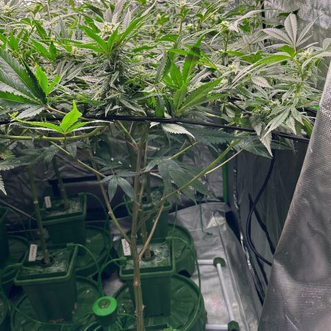 MiscxLAZ #08 C #1 growlog timeline photo