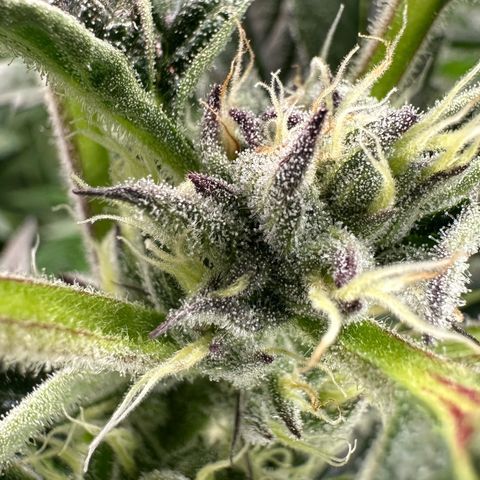 MiscxLAZ #37 C growlog timeline photo