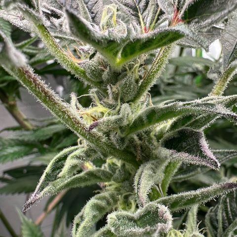 MiscxLAZ #37 C growlog timeline photo