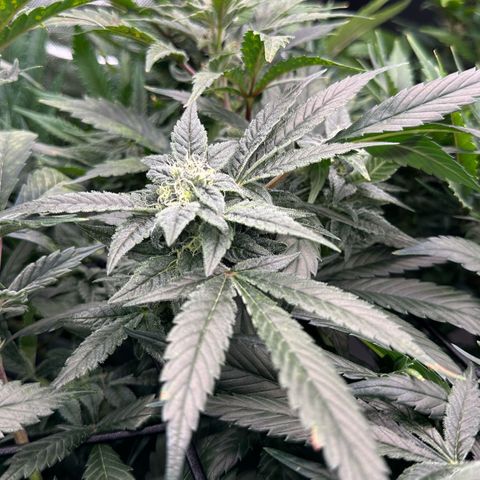 MiscxLAZ #08 C #1 growlog timeline photo