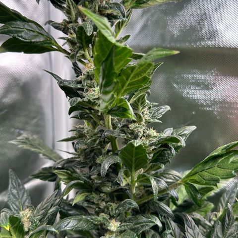 Auto Think Different  #3 growlog timeline photo