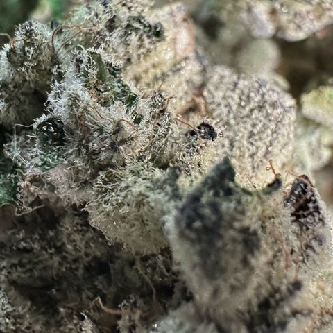 Misc x (LA Kush x Zkittles) #29 25.69g growlog timeline photo