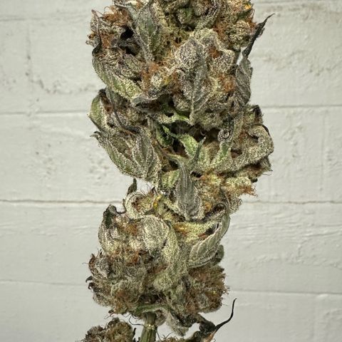 CxLAZ #31 58.75g growlog photo: Moved to plastic bag