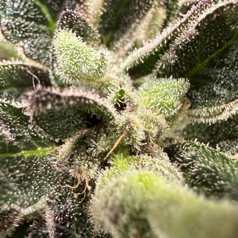 Misc x (LA Kush x Zkittles) #33 19.08g growlog timeline photo