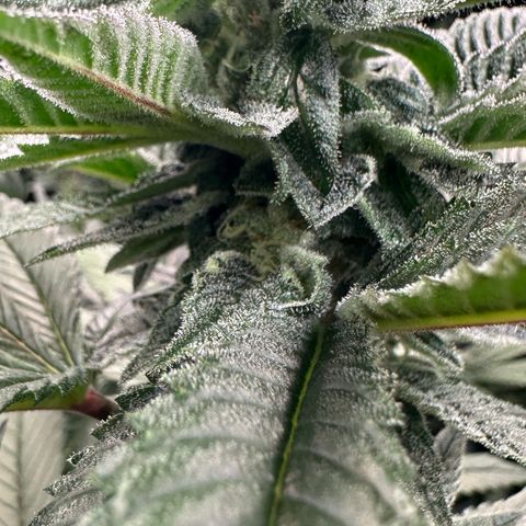 MiscxLAZ 5-4 34.63g growlog timeline photo