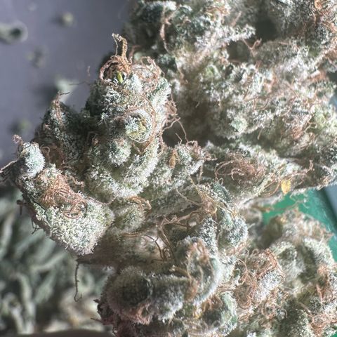 Misc x (LA Kush x Zkittles) #08 growlog timeline photo