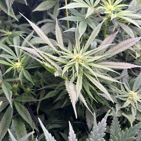 Fuel D.OG #1 Female 47.36g growlog timeline photo