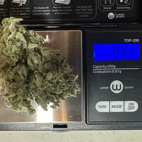CxLAZ #24 37.13g growlog photo: Seeded bud