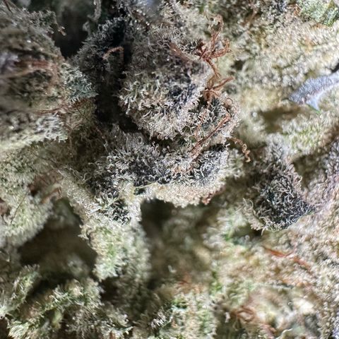 Misc x (LA Kush x Zkittles) #26 60.7g growlog timeline photo