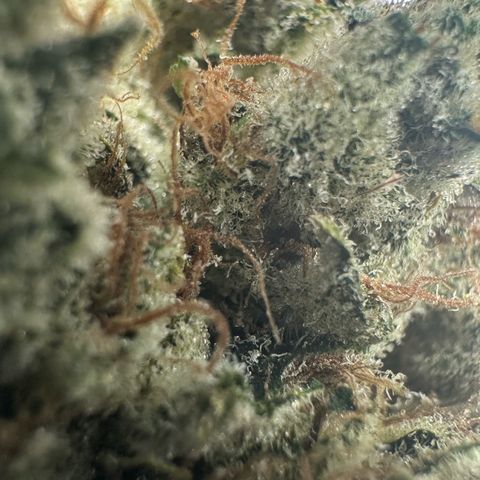 CxLAZ #15 52g growlog photo: Trim and put in grove bag, kind of dry.