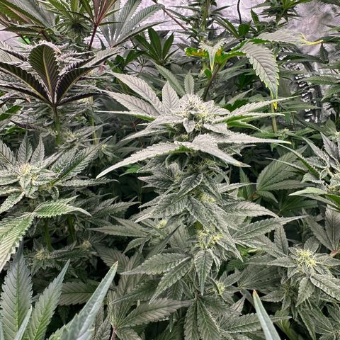CxLAZ #20 C1 25g growlog timeline photo