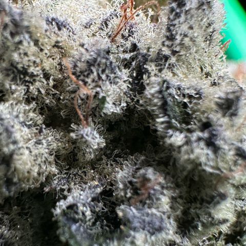 Misc x (LA Kush x Zkittles) #29 25.69g growlog timeline photo