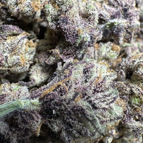 Misc x (LA Kush x Zkittles) #37 42.26g growlog timeline photo