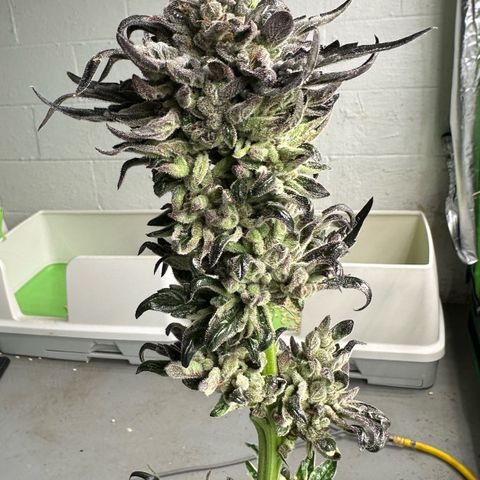 Misc x (LA Kush x Zkittles) #33 19.08g growlog photo: Harvest day