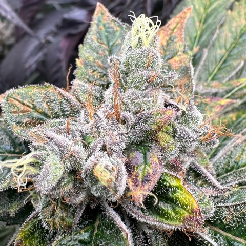 Misc x (LA Kush x Zkittles) #04 10.54g growlog timeline photo