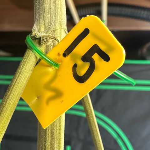 CxLAZ #15 52g growlog photo: Moved to plastic bag