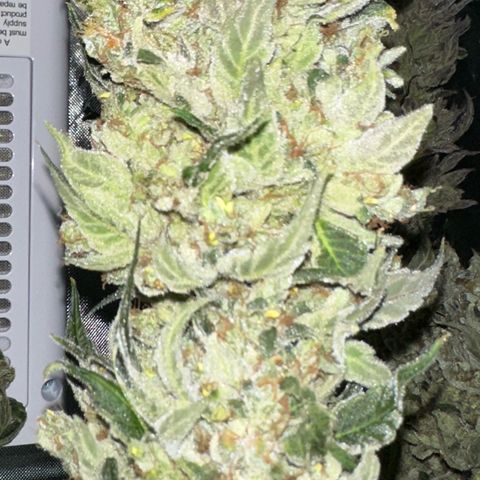 Misc x (LA Kush x Zkittles) #08 growlog timeline photo