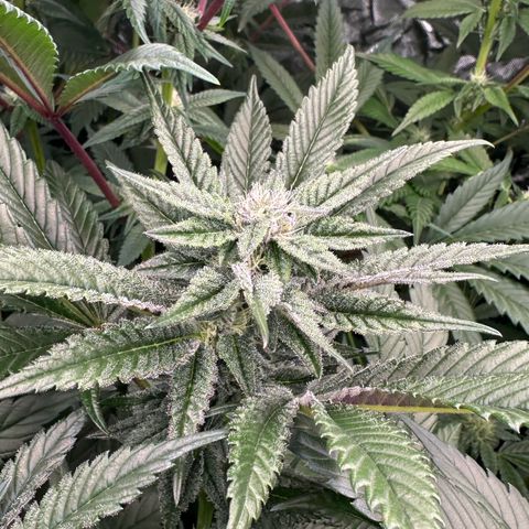 MiscxLAZ #22 C 42.33g growlog timeline photo
