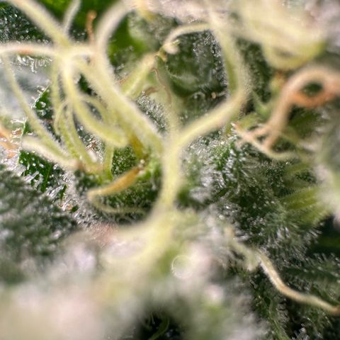 Fuel D.OG #1 Female 47.36g growlog timeline photo