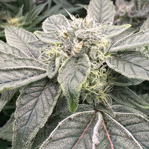 CxLAZ #20 C1 25g growlog timeline photo