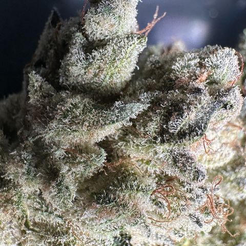 Misc x (LA Kush x Zkittles) #26 60.7g growlog timeline photo