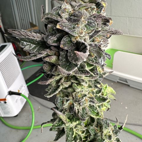 Misc x (LA Kush x Zkittles) #05 growlog photo: Harvest day