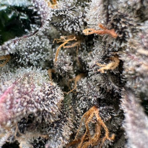 CxLAZ #31 58.75g growlog timeline photo