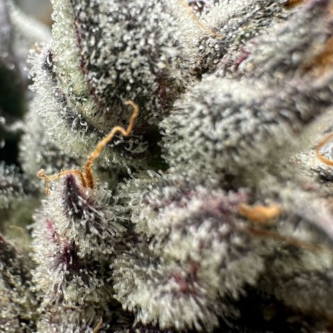 CxLAZ #03 45.52g growlog timeline photo