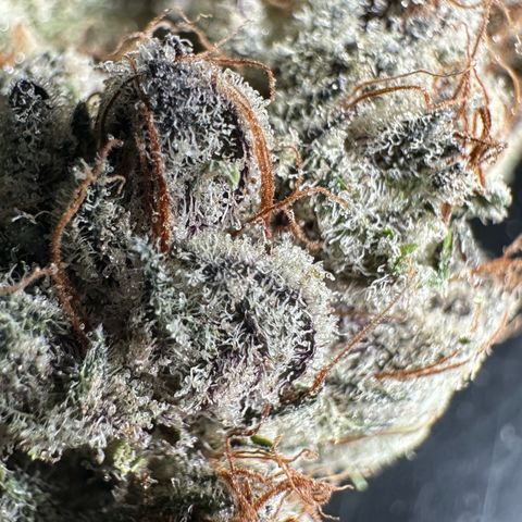 Misc x (LA Kush x Zkittles) #34 15.68g growlog timeline photo