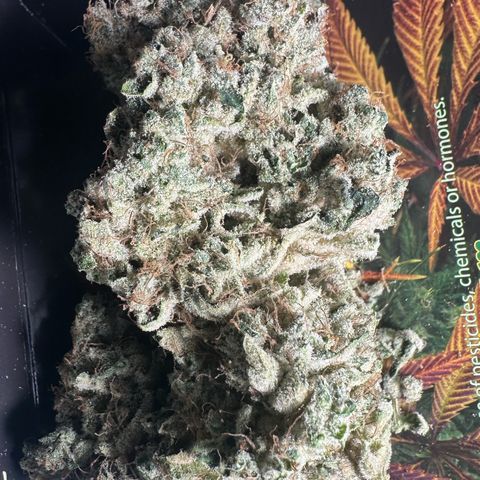 CxLAZ #15 52g growlog photo: Trim and put in grove bag, kind of dry.