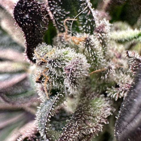Misc x (LA Kush x Zkittles) #33 19.08g growlog timeline photo