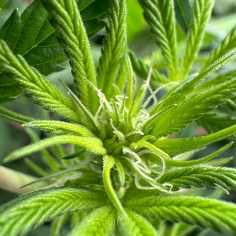 MiscxLAZ #26 C #1 47.15g growlog timeline photo