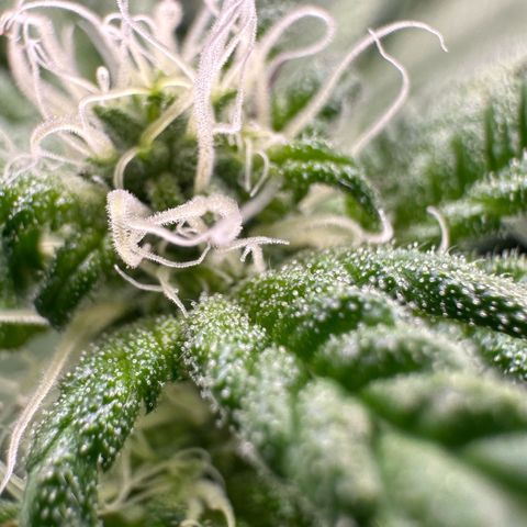 CxLAZ #31 C growlog timeline photo