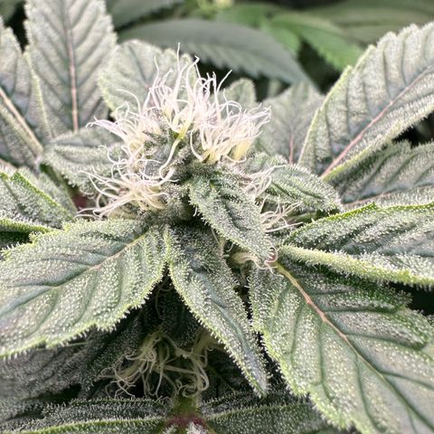 CxLAZ #20 C1 25g growlog timeline photo