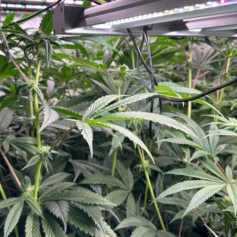 MiscxLAZ #26 C #1 47.15g growlog timeline photo