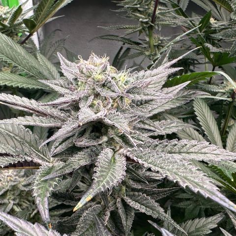 MiscxLAZ #22 C 42.33g growlog timeline photo