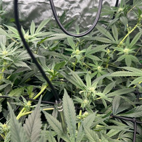 Fuel D.OG #1 Female 47.36g growlog timeline photo