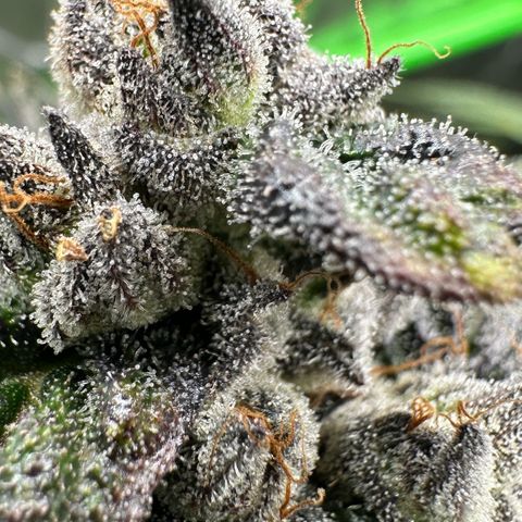 Misc x (LA Kush x Zkittles) #05 growlog timeline photo
