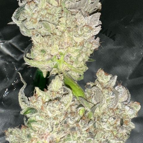 CxLAZ #24 37.13g growlog timeline photo