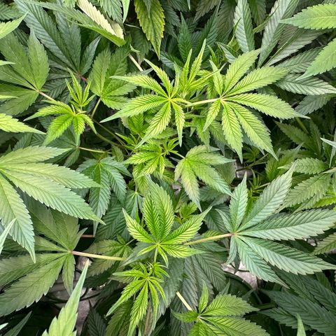 MiscxLAZ #37 C growlog timeline photo